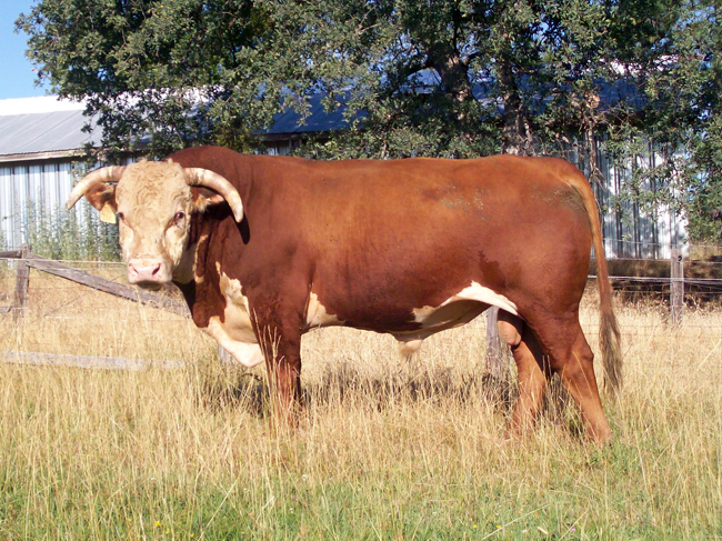 Bull 716